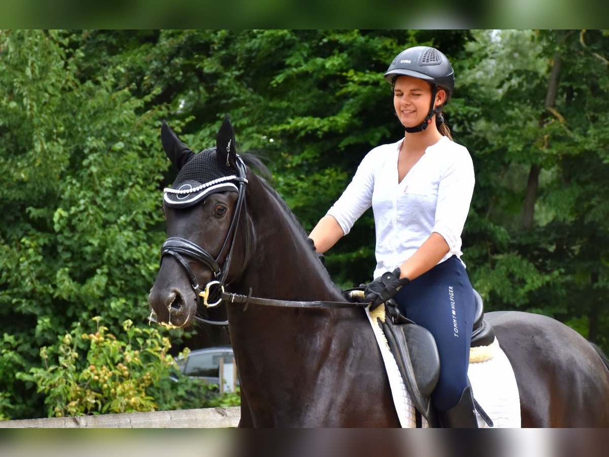 KWPN Gelding 4 years 16,1 hh Black in Neuss