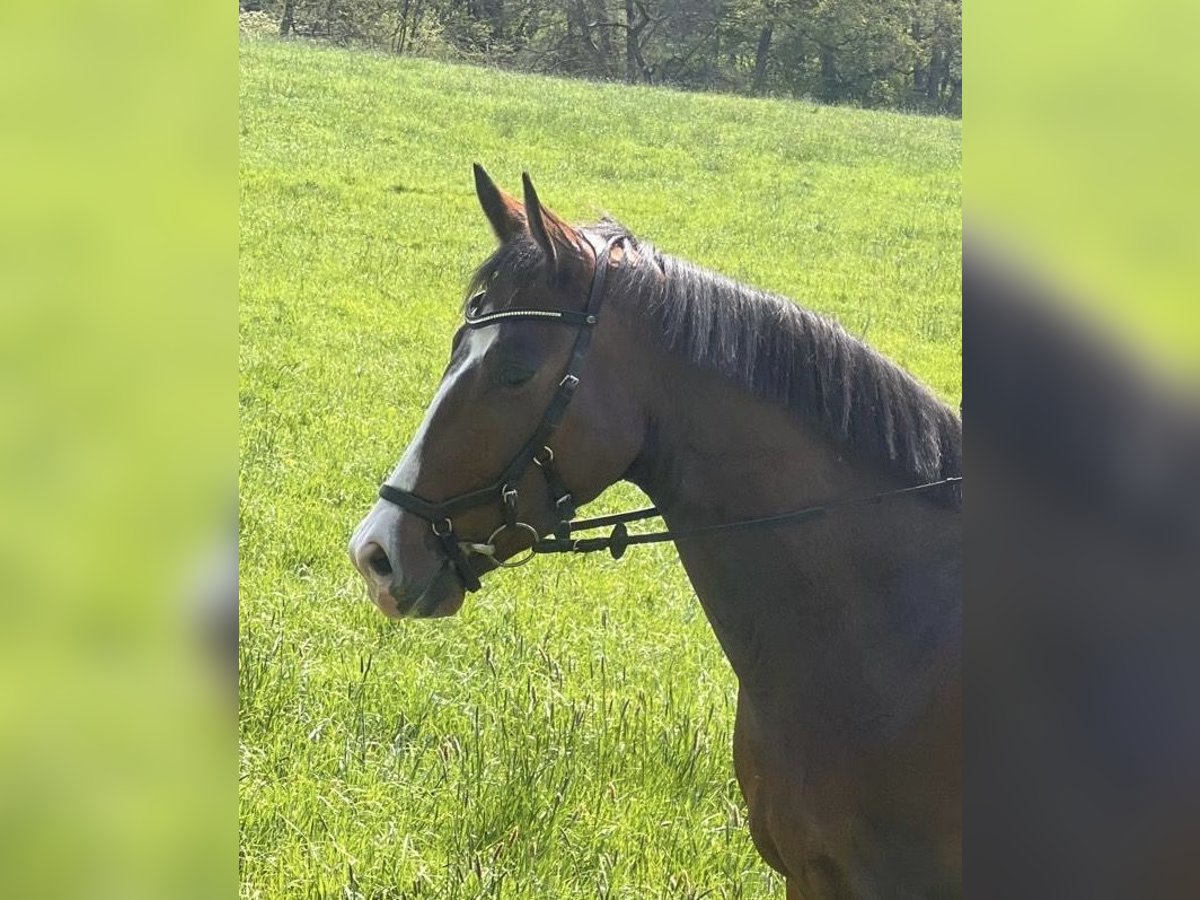 KWPN Gelding 4 years 16,1 hh Brown in Hagen