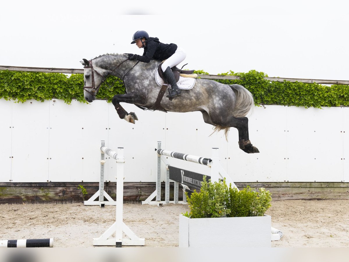 KWPN Gelding 4 years 16,1 hh Gray in Waddinxveen