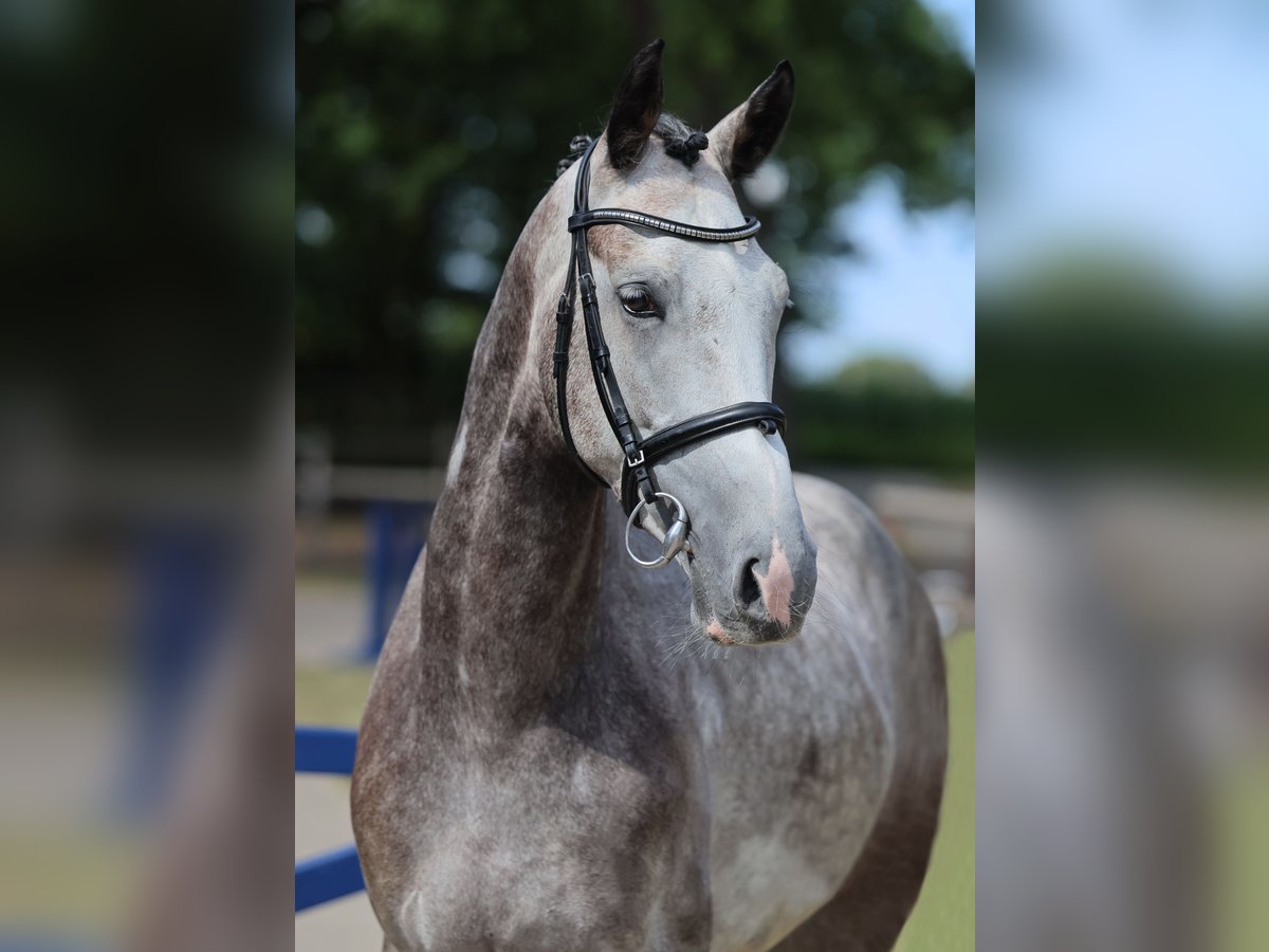 KWPN Gelding 4 years 16,1 hh Grey-Dapple in Diepholz