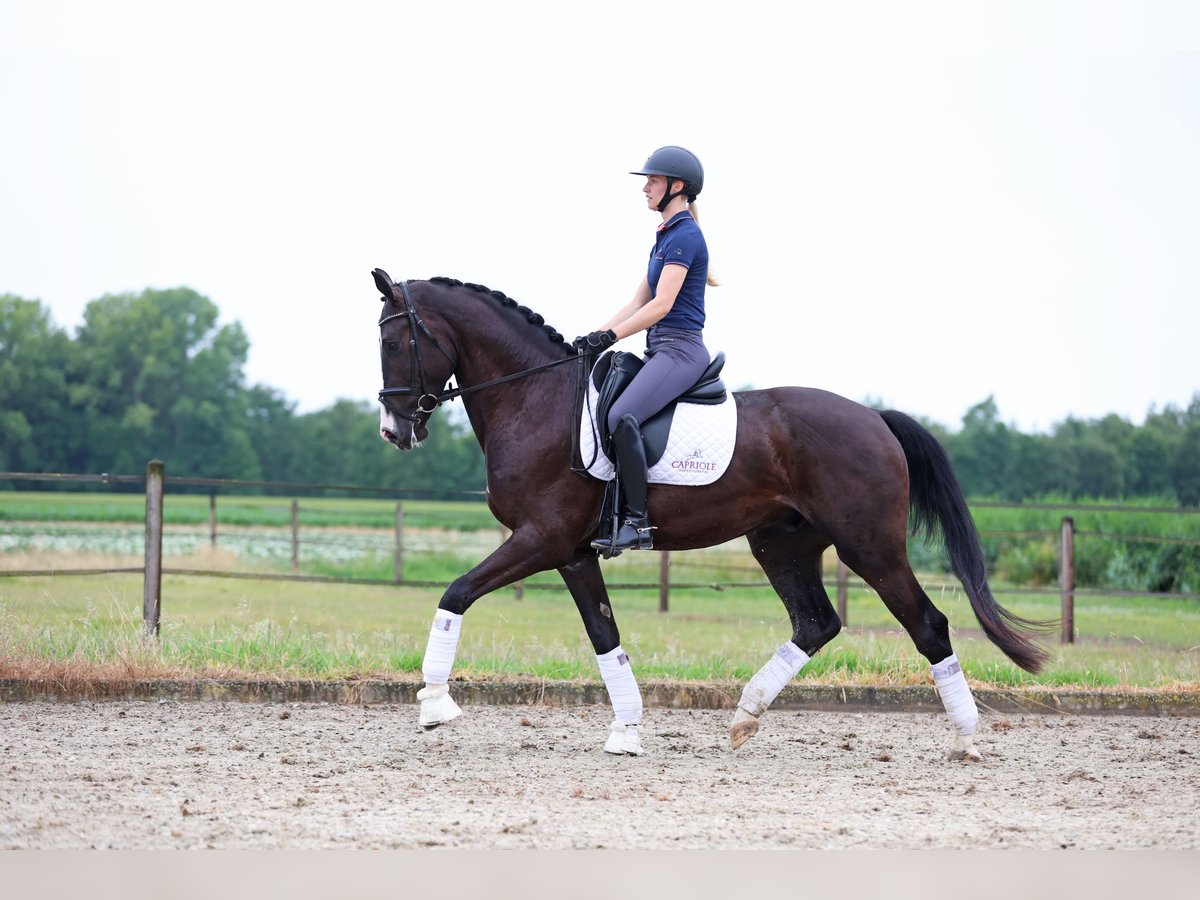 KWPN Gelding 4 years 16,2 hh Black in Haaksbergen