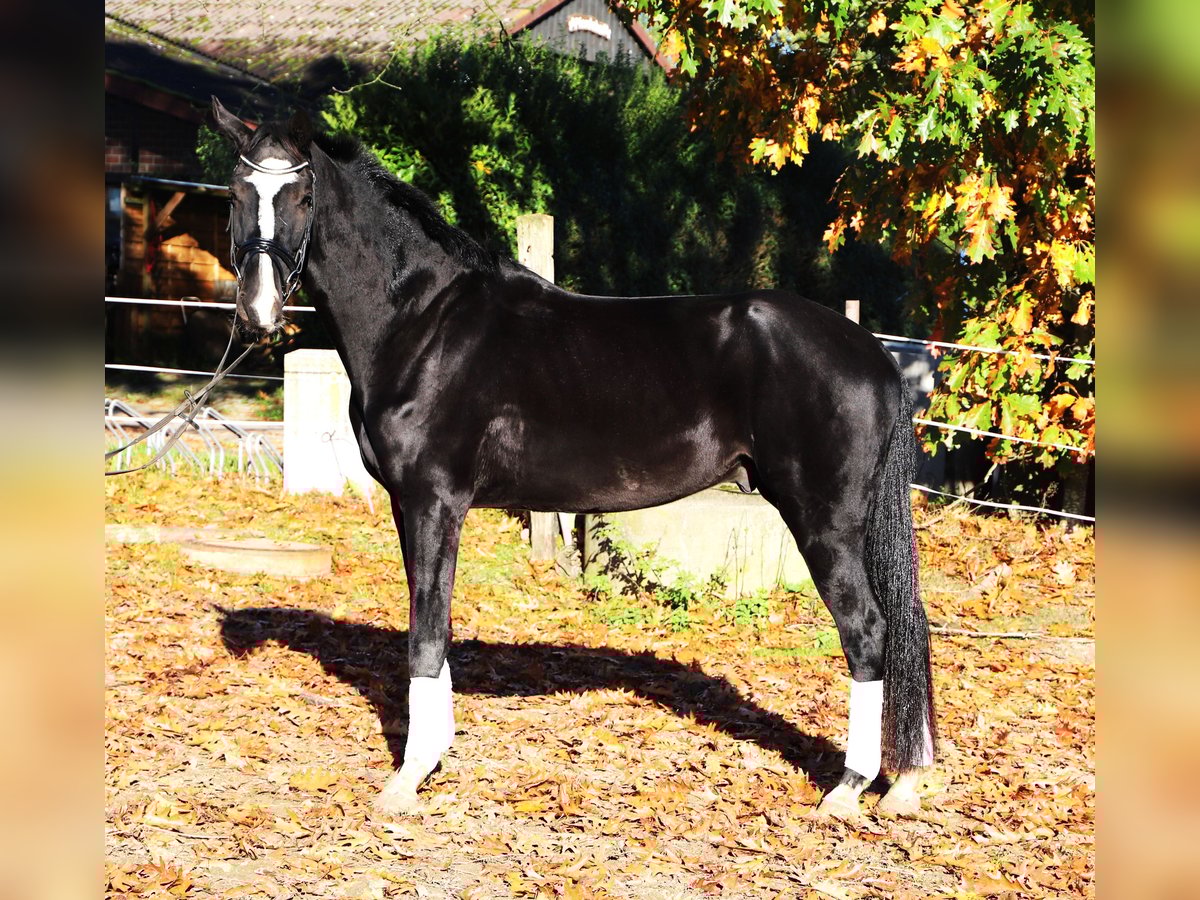 KWPN Gelding 4 years 16,2 hh Black in Wielen
