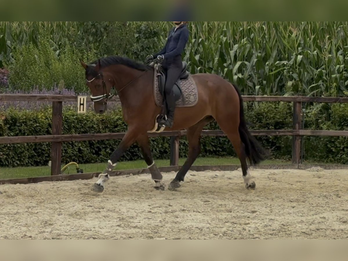 KWPN Gelding 4 years 16,2 hh Brown in Gronau