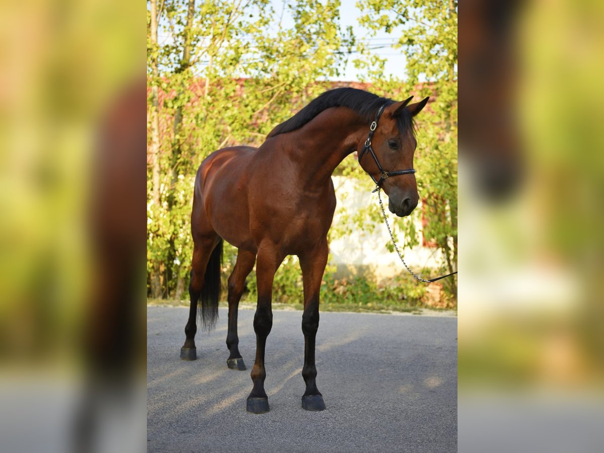 KWPN Gelding 4 years 16,2 hh Brown in H&#xF3;dmez&#x151;v&#xE1;s&#xE1;rhely