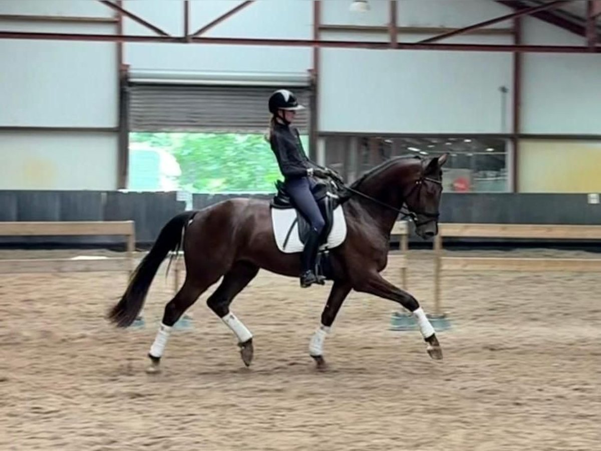 KWPN Gelding 4 years 16,2 hh Chestnut in Soest