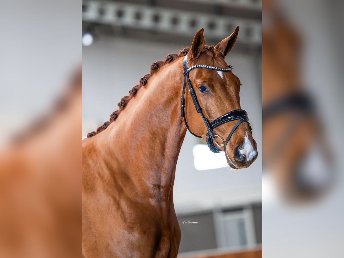KWPN Gelding 4 years 16,2 hh Chestnut-Red in Groningen