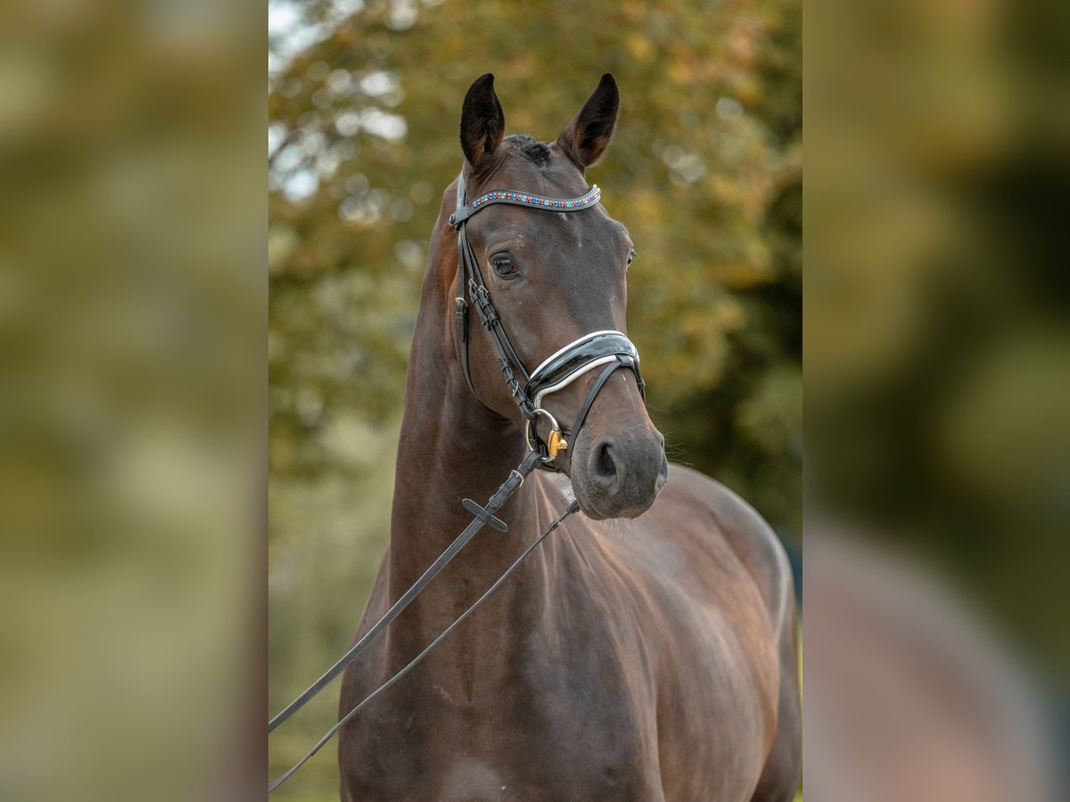 KWPN Gelding 4 years 16,2 hh Smoky-Black in Gomadingen