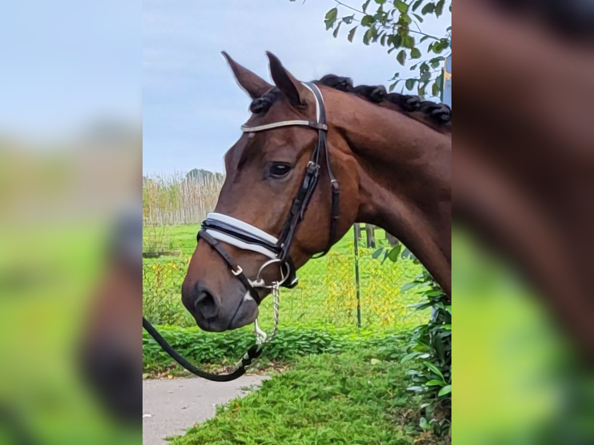 KWPN Gelding 4 years 17,1 hh Brown in Heukelom