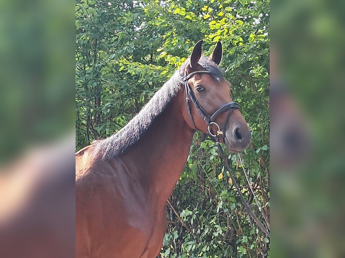 KWPN Gelding 4 years 17,1 hh Brown in Messel