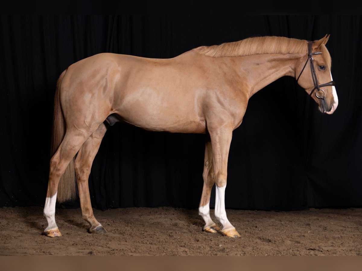 KWPN Gelding 4 years Chestnut-Red in Bladel