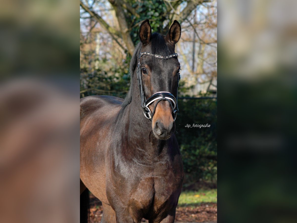 KWPN Gelding 4 years in Swifterbant