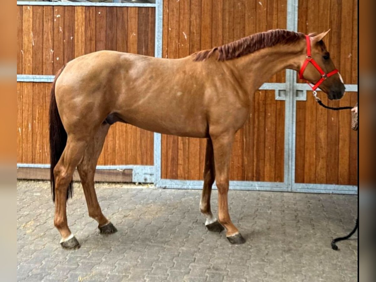 KWPN Gelding 4 years in B&#xE9;k&#xE9;scsaba