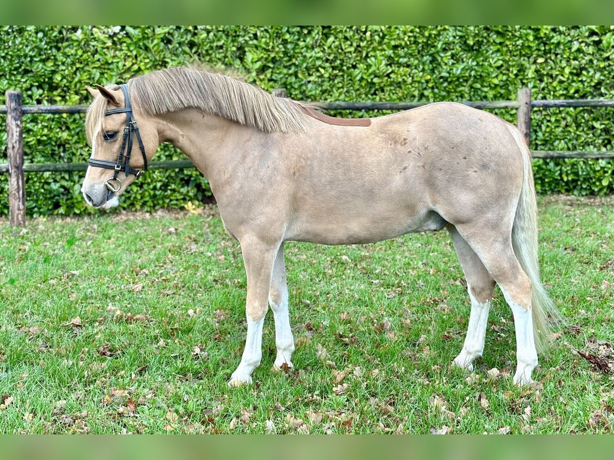 KWPN Gelding 5 years 12,1 hh Chestnut-Red in Bladel