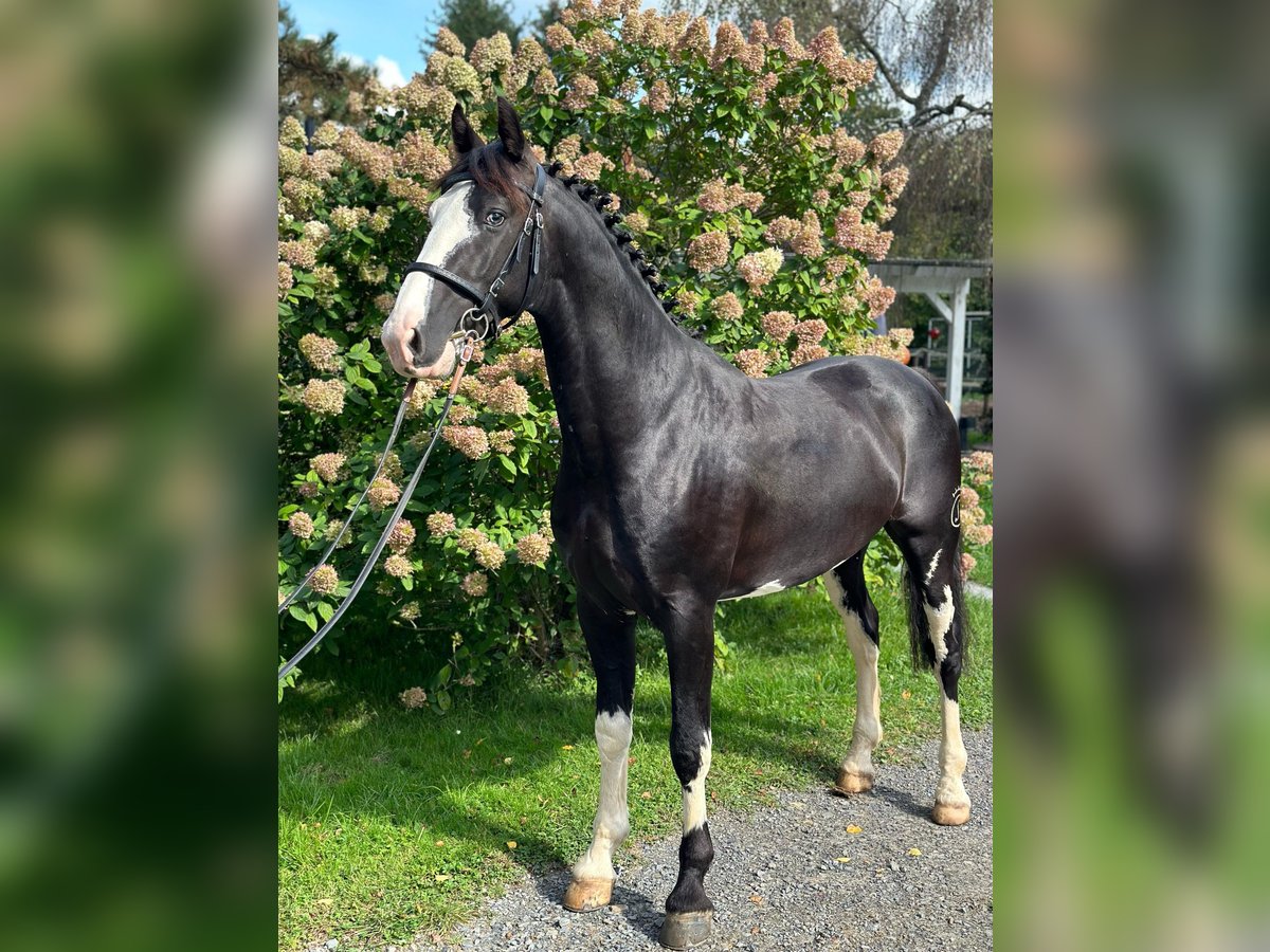 KWPN Gelding 5 years 15,2 hh Pinto in Ruppichteroth