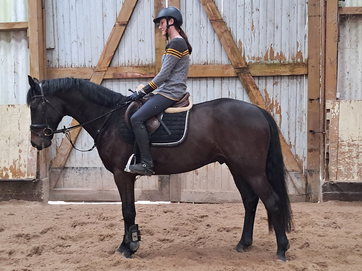 KWPN Gelding 5 years 15,3 hh Bay-Dark in Messel