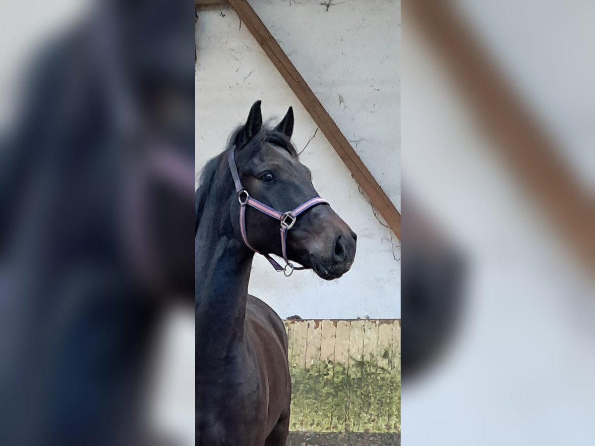 KWPN Gelding 5 years 15,3 hh Bay-Dark in Messel