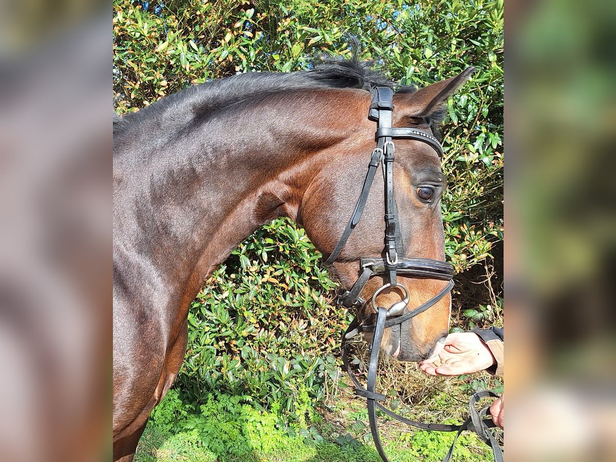 KWPN Gelding 5 years 15,2 hh Brown in Oterleek