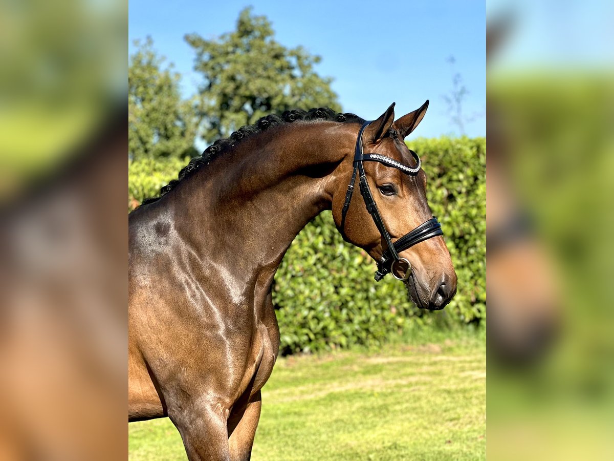 KWPN Gelding 5 years 16,1 hh Bay-Dark in Hem