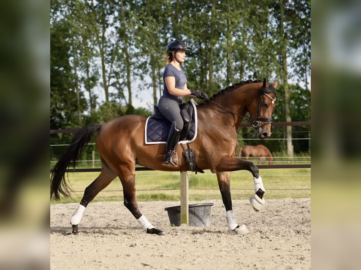 KWPN Gelding 5 years 16,1 hh Bay-Dark in Jabbeke