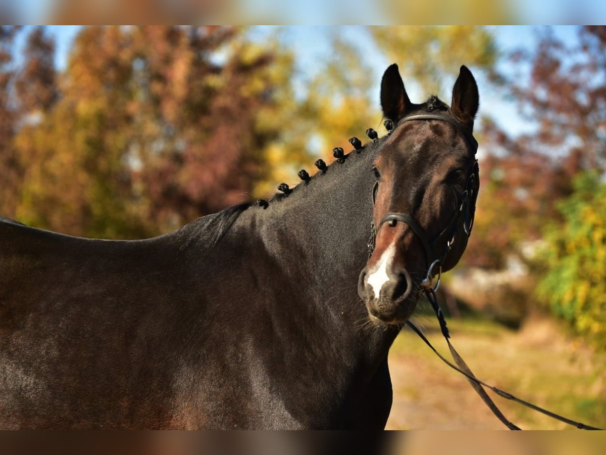 KWPN Gelding 5 years 16,1 hh Bay-Dark in Debrecen