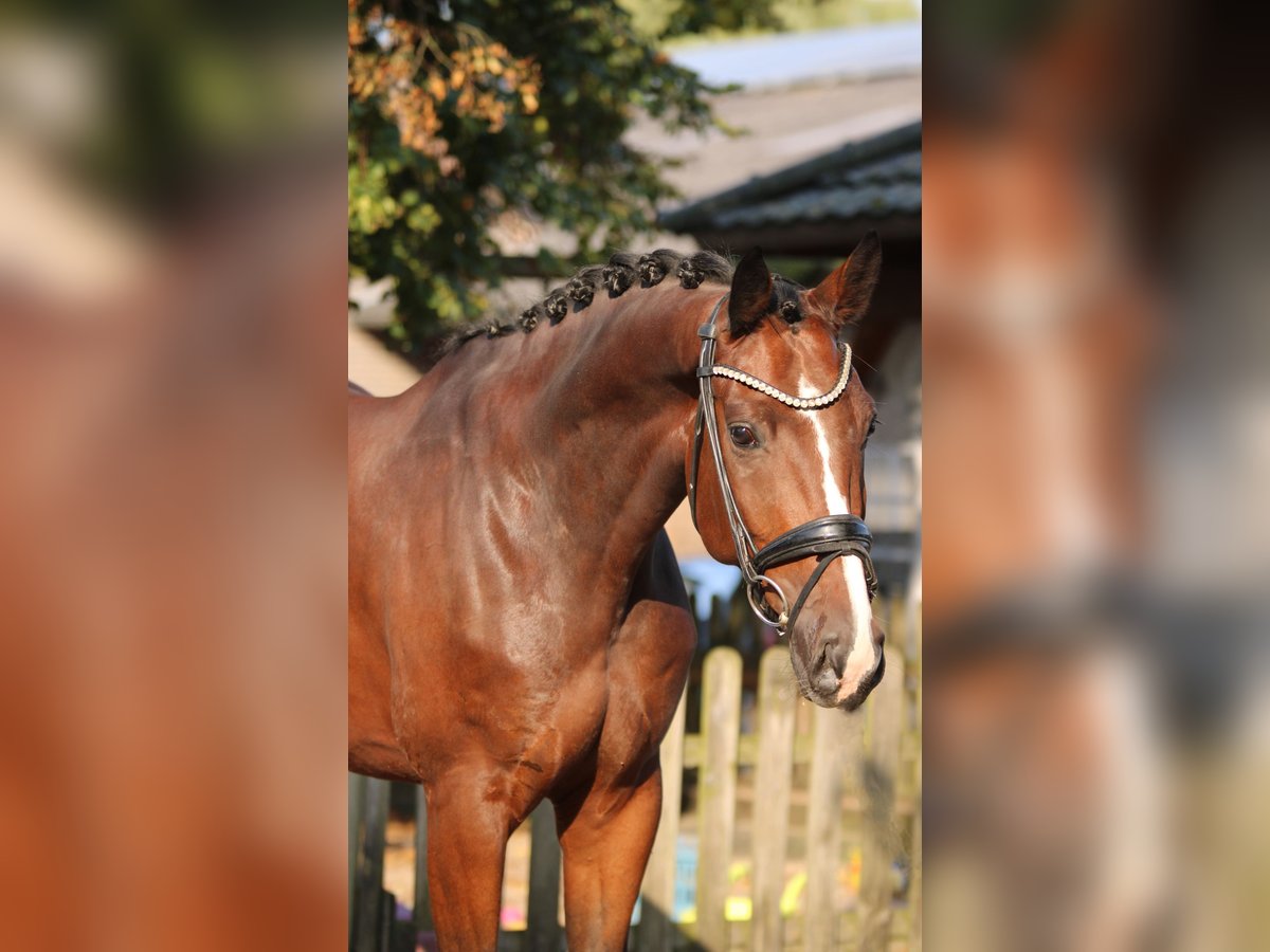 KWPN Gelding 5 years 16,1 hh Brown in Xanten