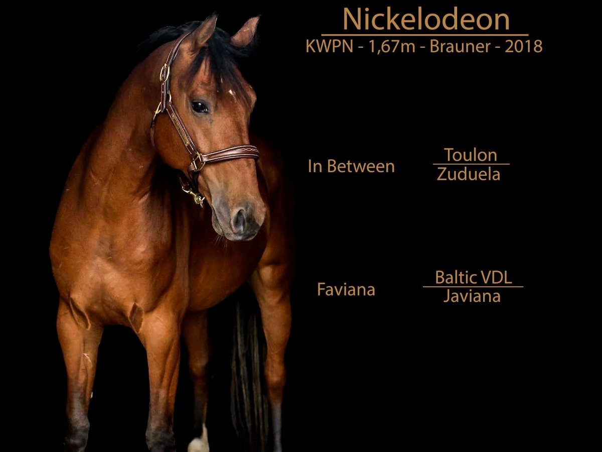 KWPN Gelding 5 years 16,1 hh Brown in Kessenich