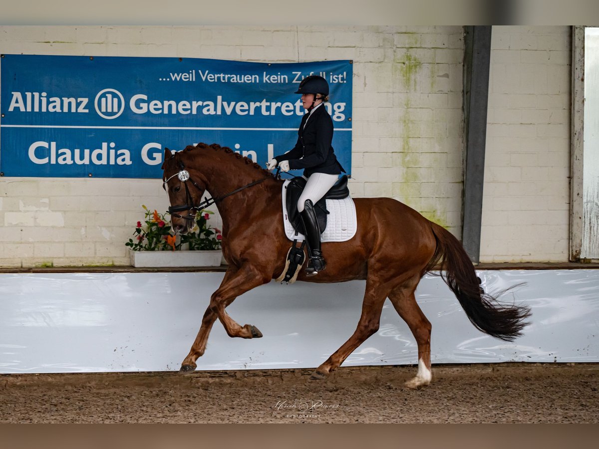 KWPN Gelding 5 years 16,1 hh Chestnut in Visbek