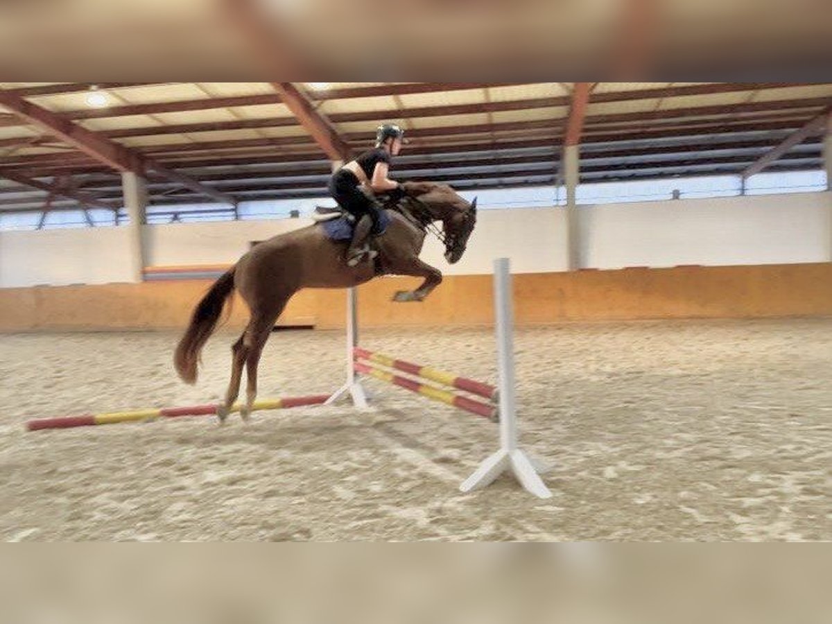 KWPN Gelding 5 years 16,1 hh Chestnut in KRAJENKA