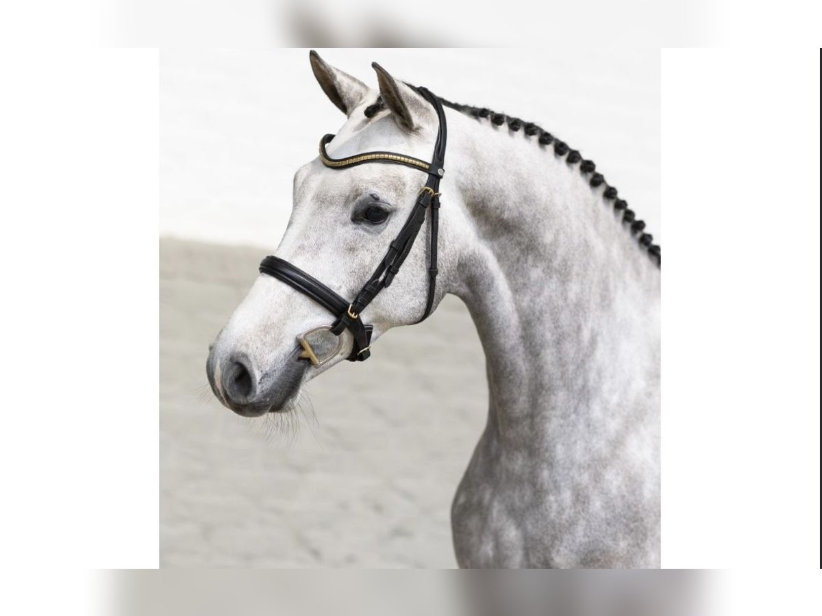 KWPN Gelding 5 years 16,1 hh Gray in El Molar