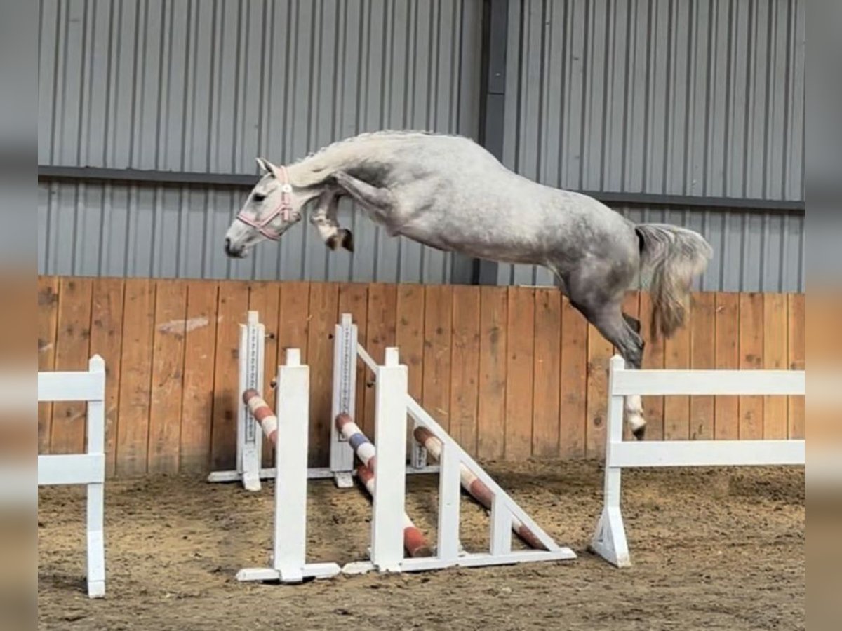 KWPN Gelding 5 years 16,1 hh Gray in Canterbury