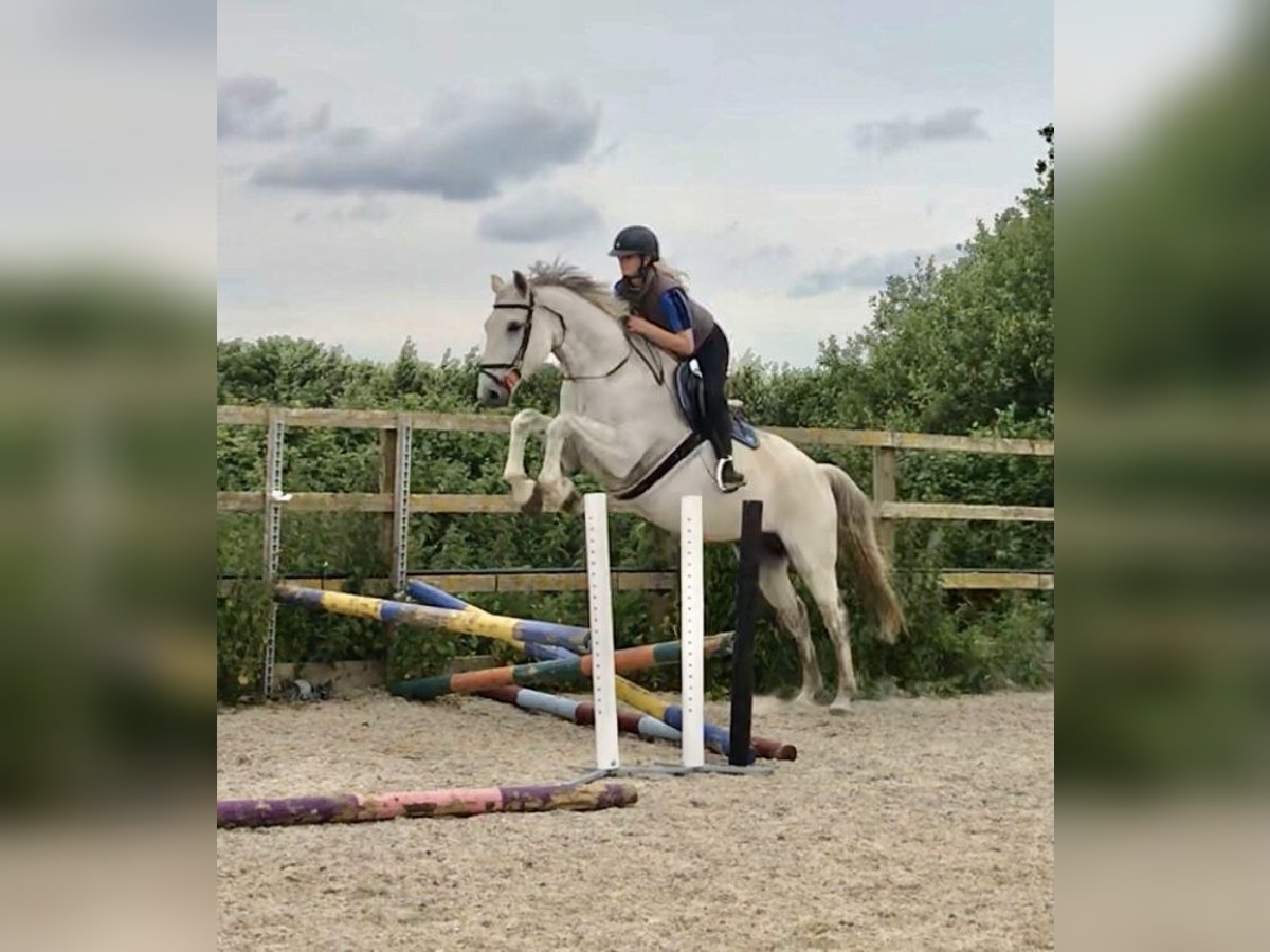 KWPN Gelding 5 years 16,1 hh Grey in Canterbury