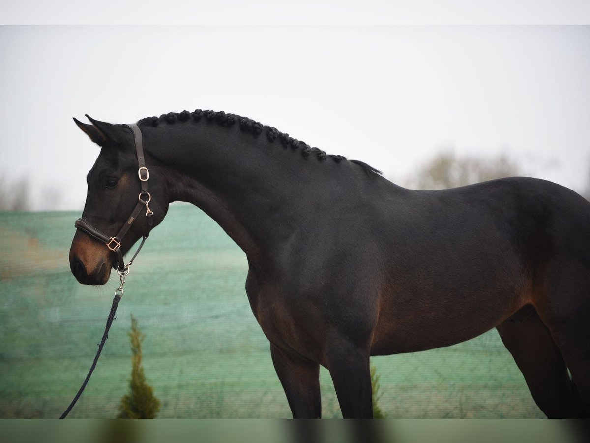 KWPN Gelding 5 years 16,2 hh Bay-Dark in Snina