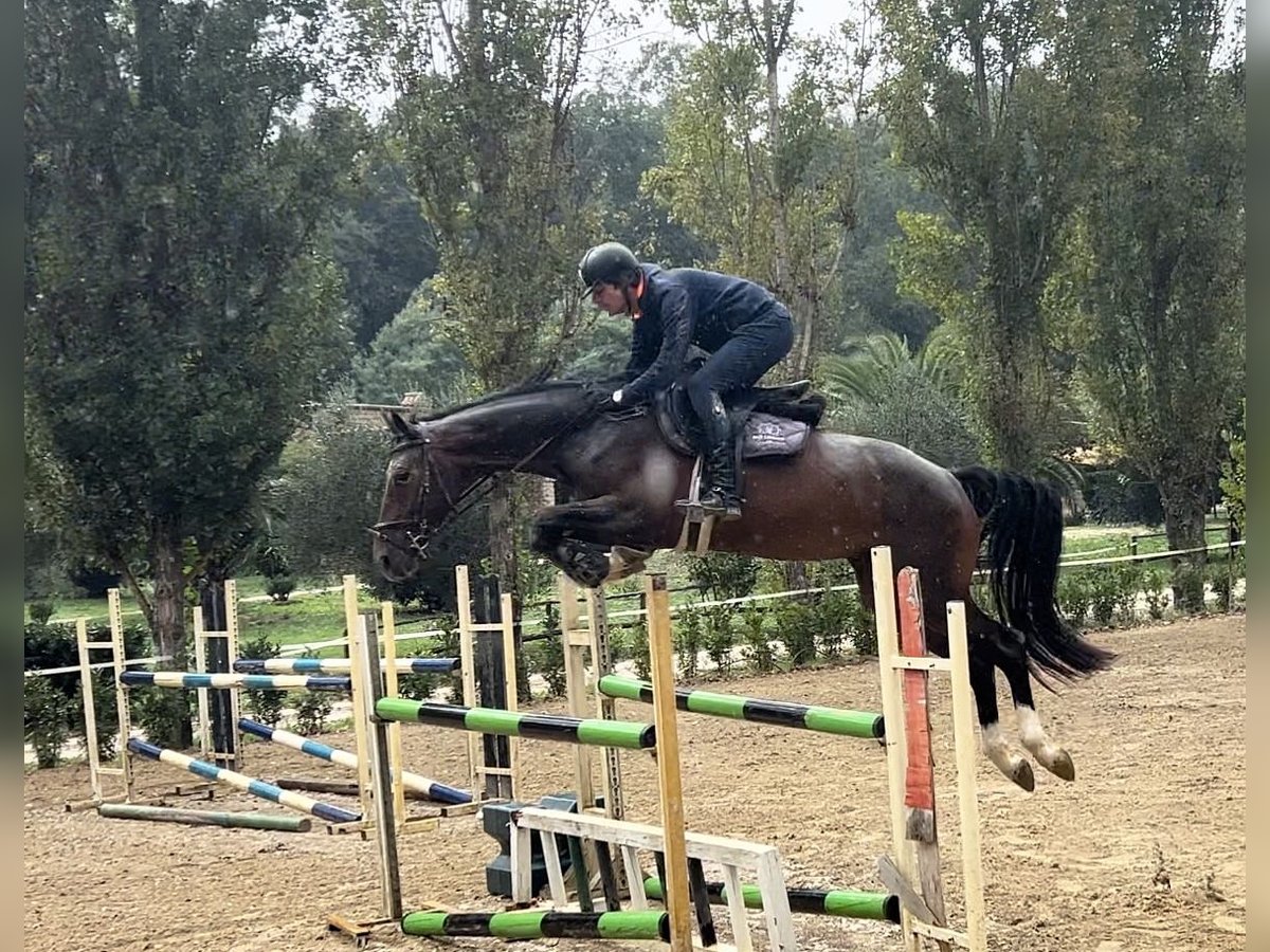 KWPN Gelding 5 years 16,2 hh Bay-Dark in Roma