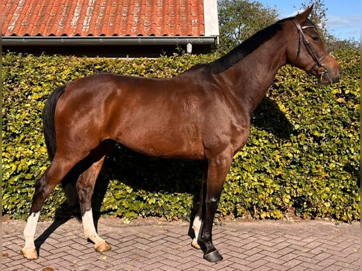 KWPN Gelding 5 years 16,2 hh Bay in gieten