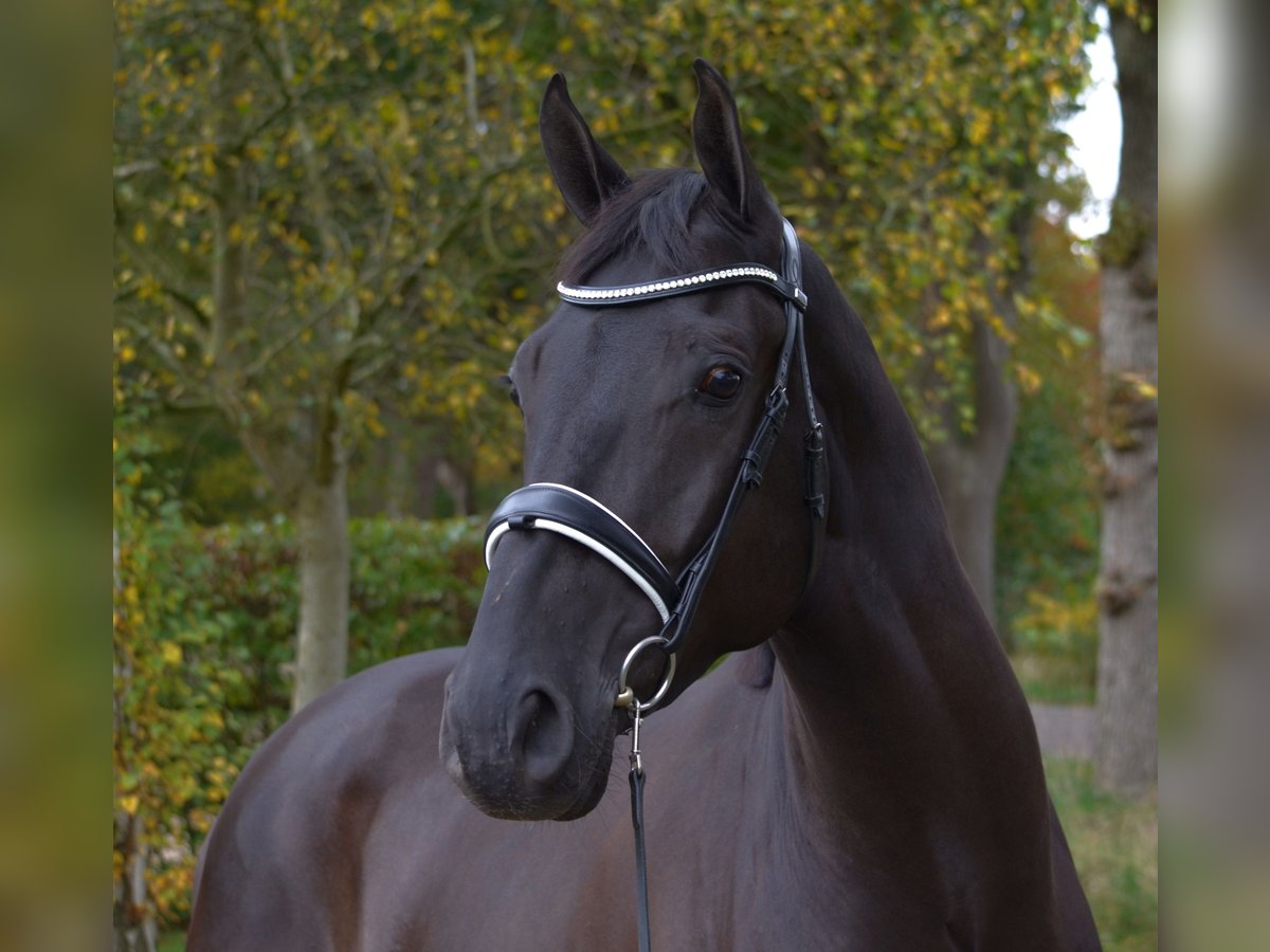 KWPN Gelding 5 years 16,2 hh Black in Diever