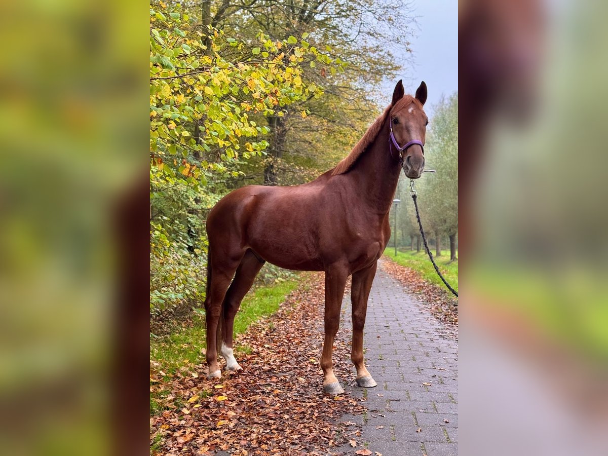 KWPN Gelding 5 years 16,2 hh Chestnut in Bocholt