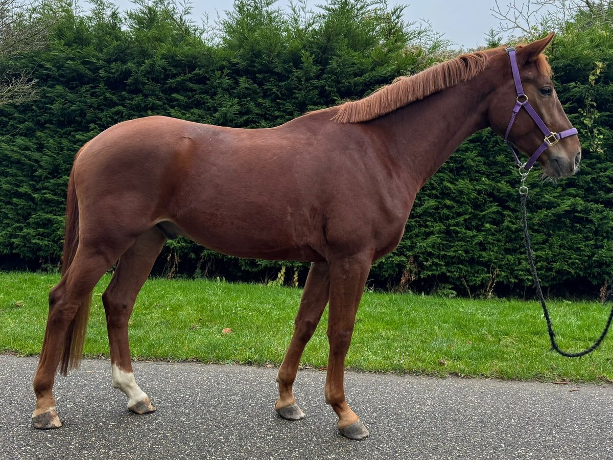 KWPN Gelding 5 years 16,2 hh Chestnut-Red in Bocholt