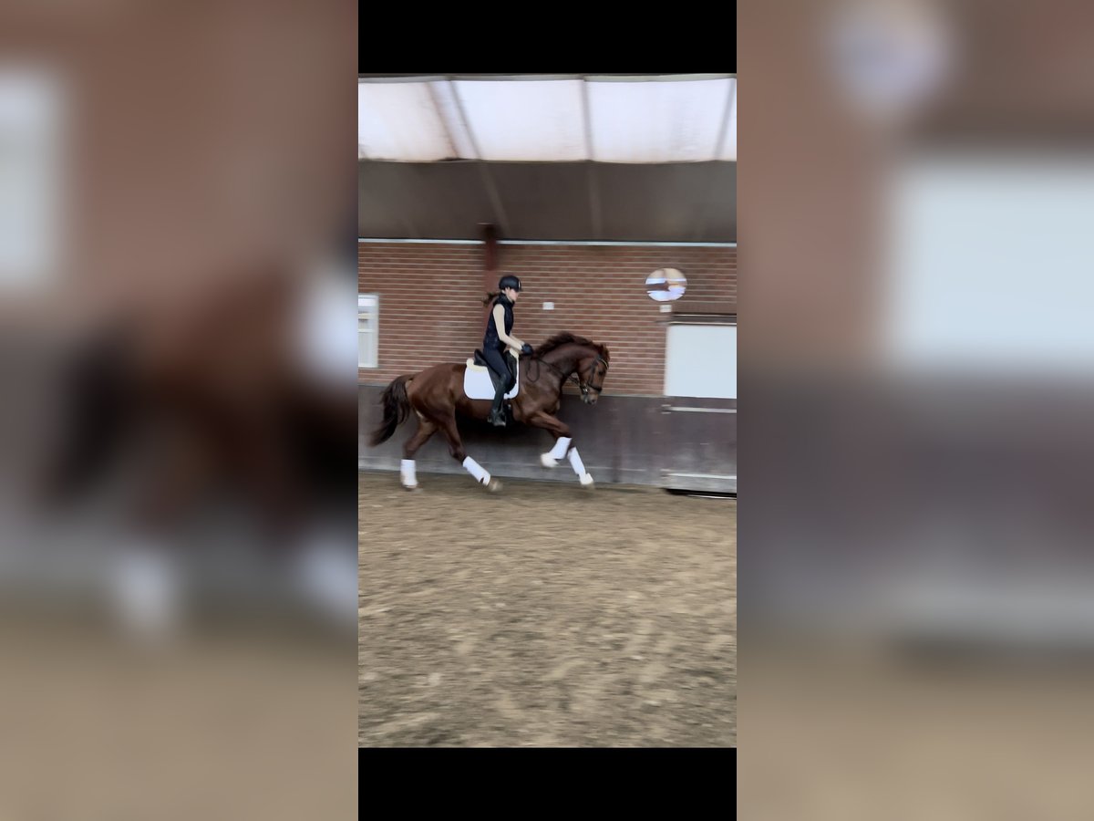 KWPN Gelding 5 years 16,2 hh Chestnut-Red in Erp