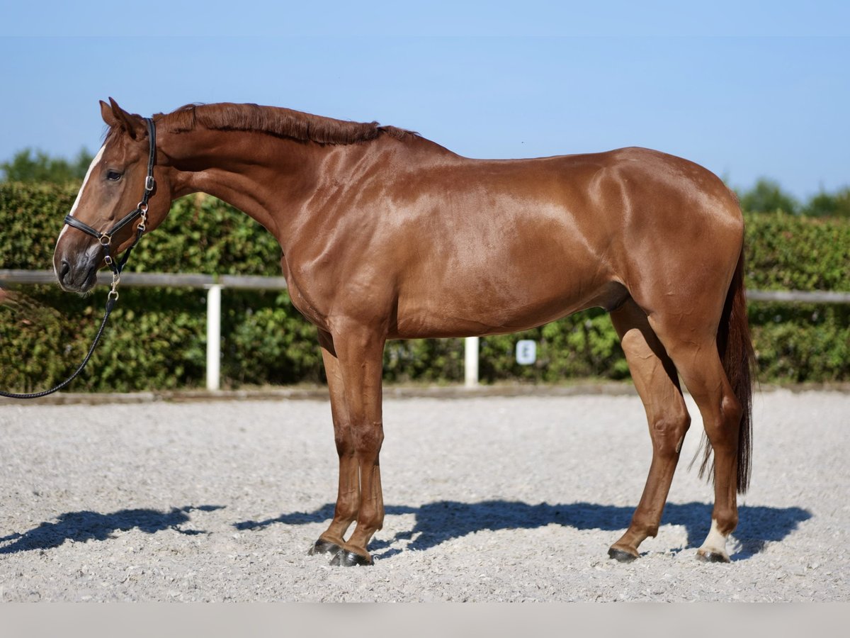 KWPN Gelding 5 years 16,2 hh Chestnut-Red in Neustadt (Wied)