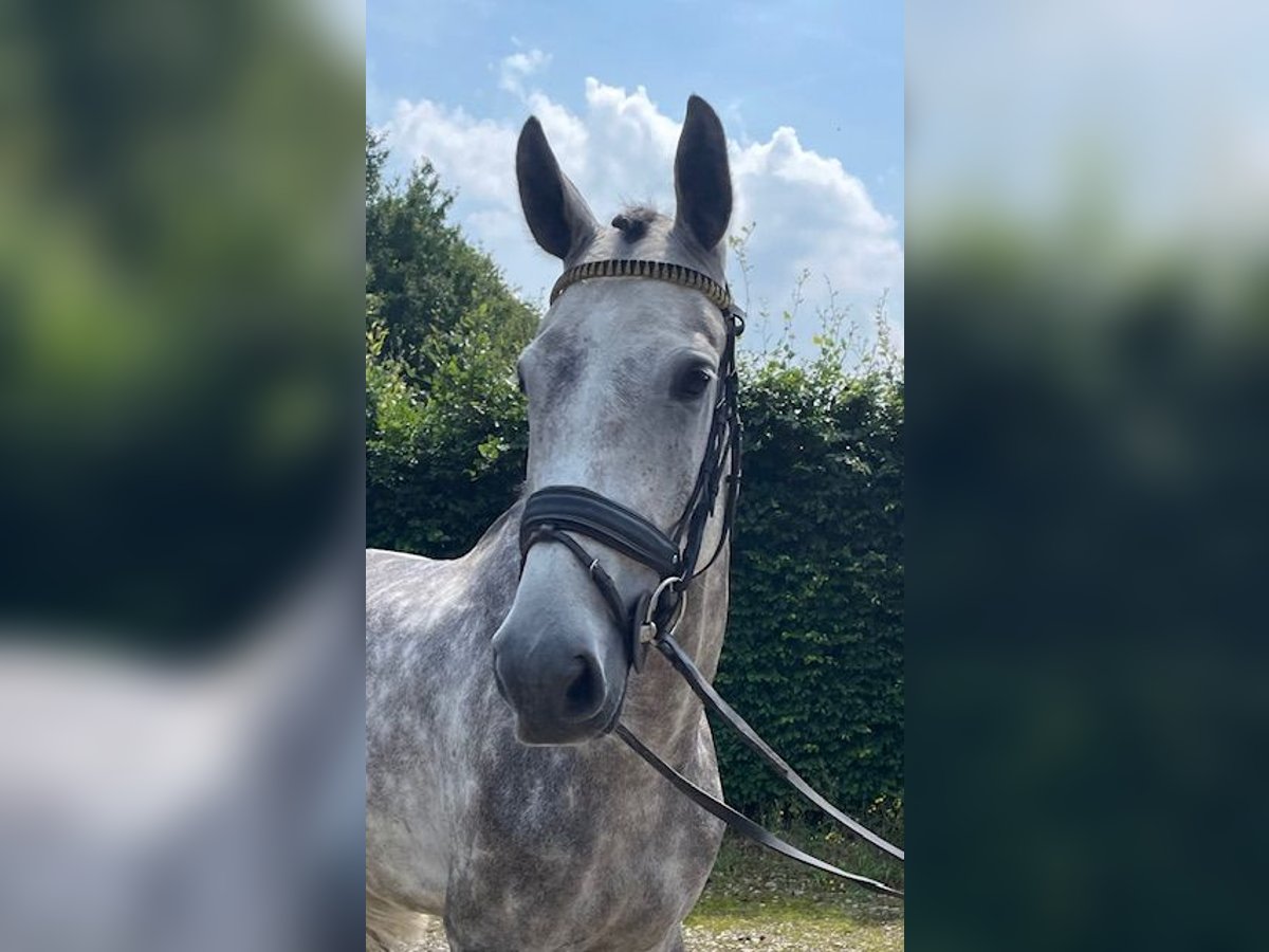 KWPN Gelding 5 years 16,2 hh Gray in Putten