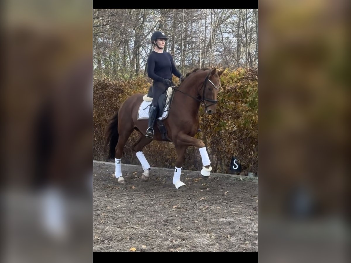 KWPN Gelding 5 years 16 hh Chestnut in Ekolsund