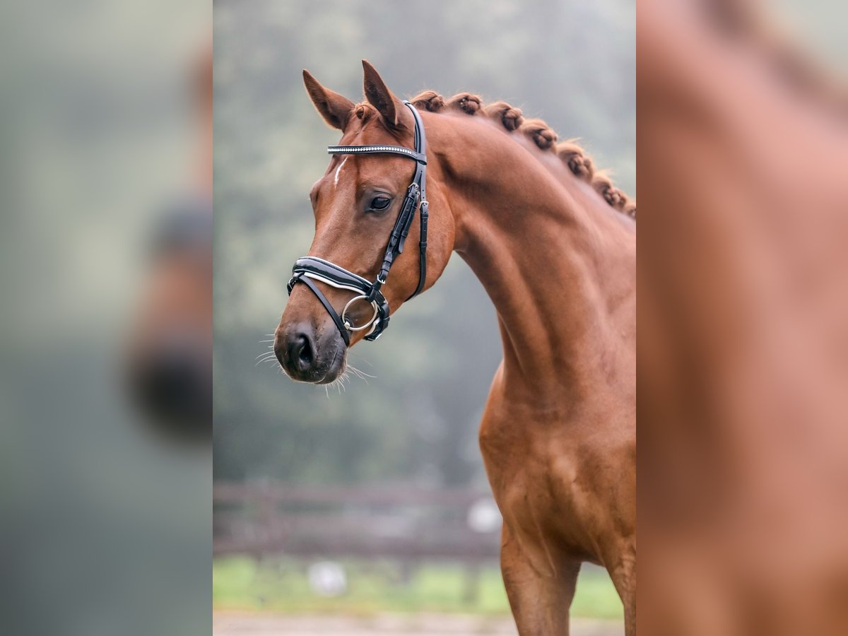 KWPN Gelding 5 years 16 hh Chestnut-Red in Hardinxveld-Giessendam