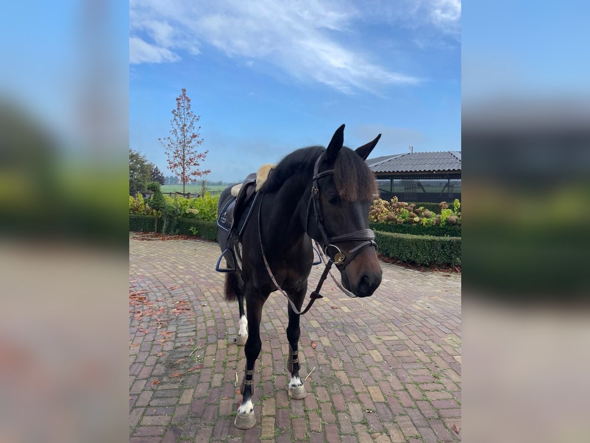 KWPN Gelding 5 years 16 hh Smoky-Black in Tönisvorst