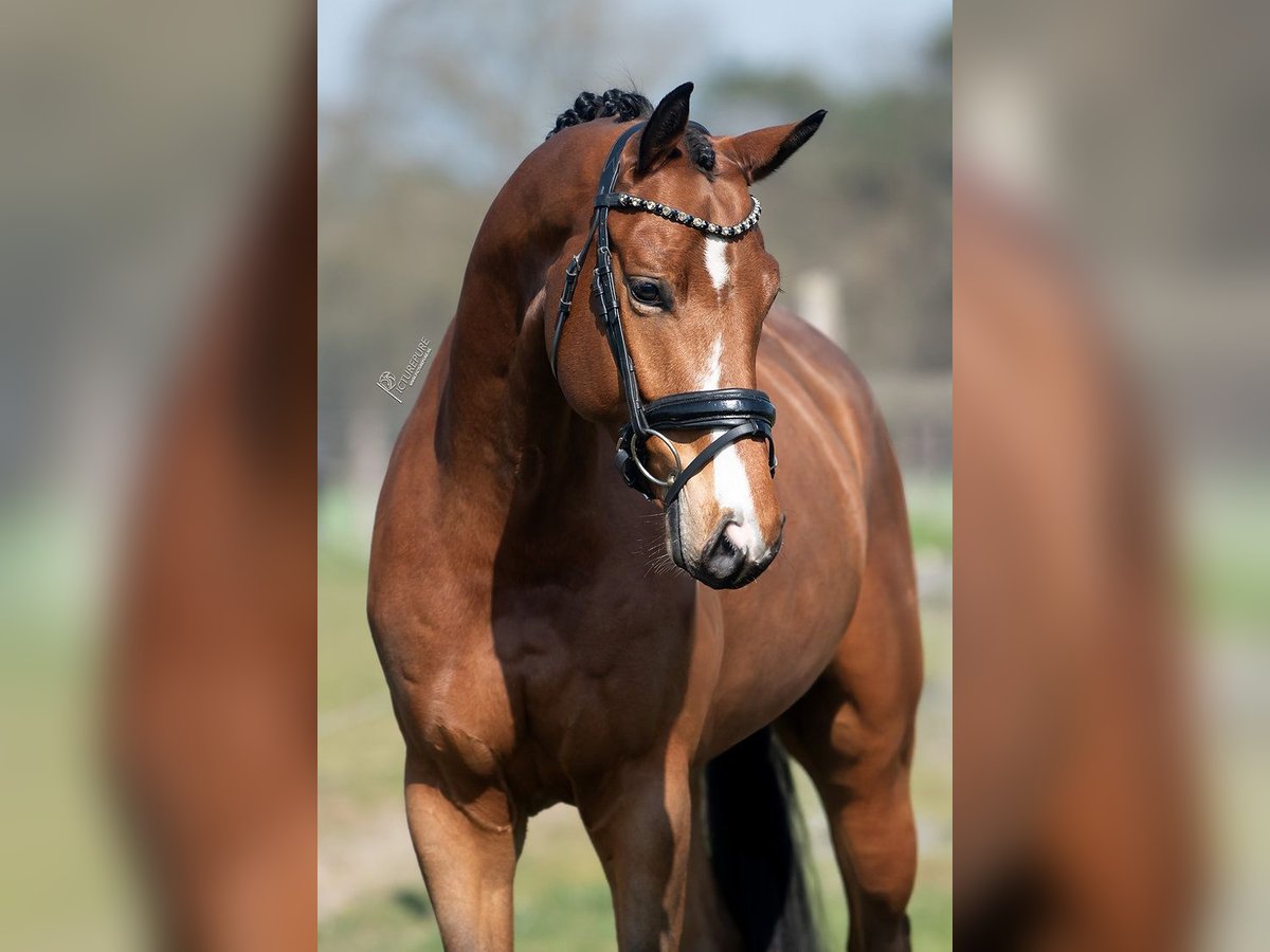 KWPN Gelding 5 years 16,1 hh Brown-Light in Peer
