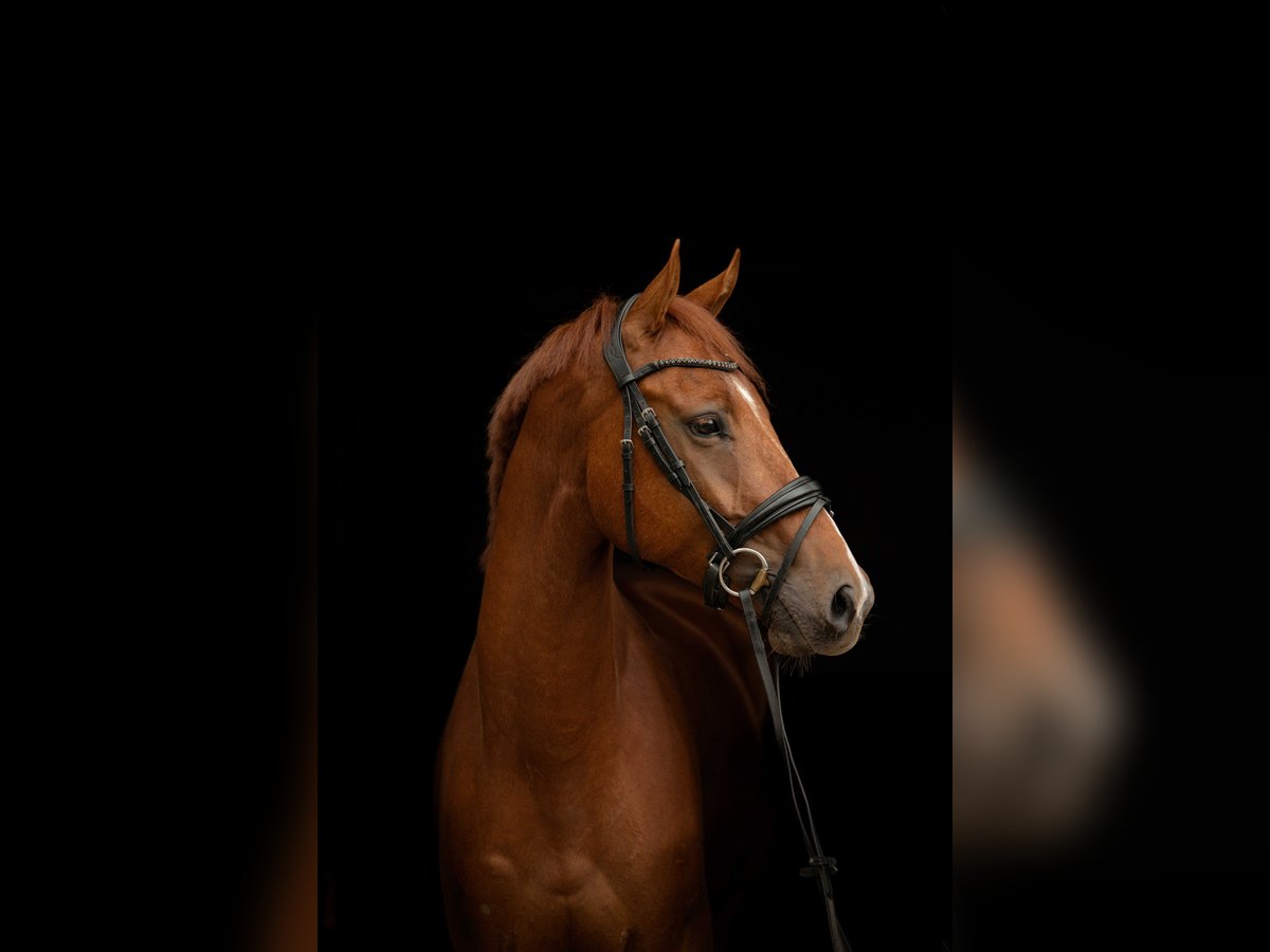 KWPN Gelding 5 years 16,1 hh Chestnut in Woerden