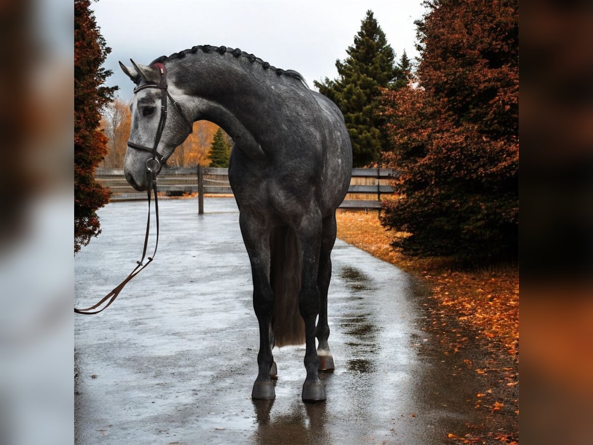 KWPN Gelding 5 years 16,1 hh Grey in M&#xF3;r