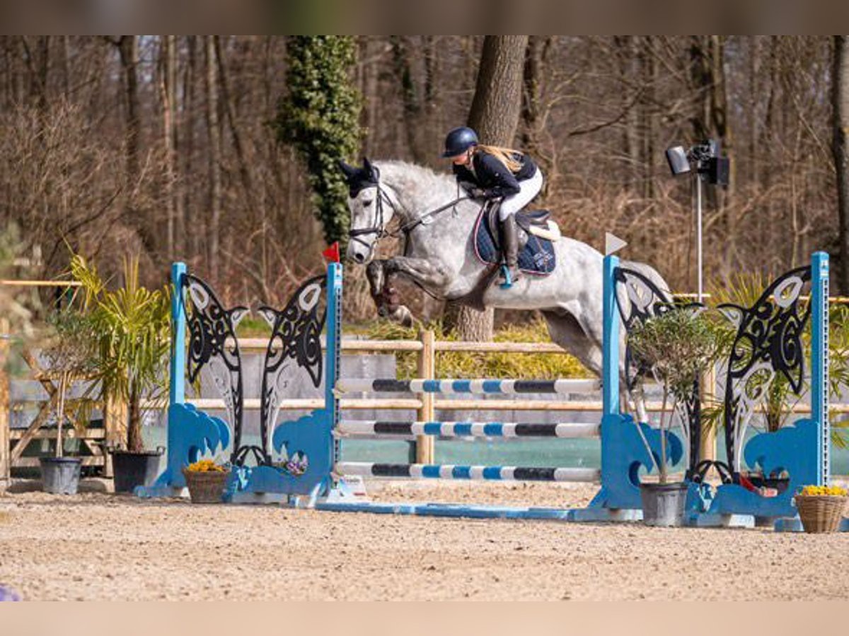 KWPN Gelding 5 years 16,1 hh Grey in W&#xE4;chtersbach