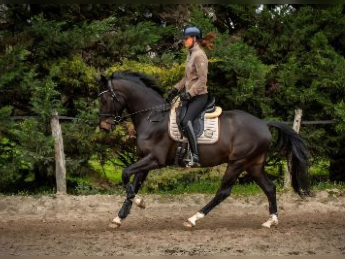 KWPN Gelding 5 years 16,1 hh Smoky-Black in Azay sur cher