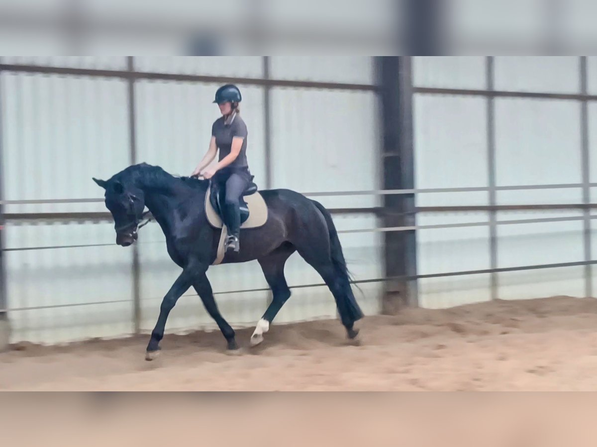 KWPN Gelding 5 years 16,1 hh Smoky-Black in DiepenveenD KWPN Gelding 5 years 16,1 hh Smoky-Black in DiepenveenD