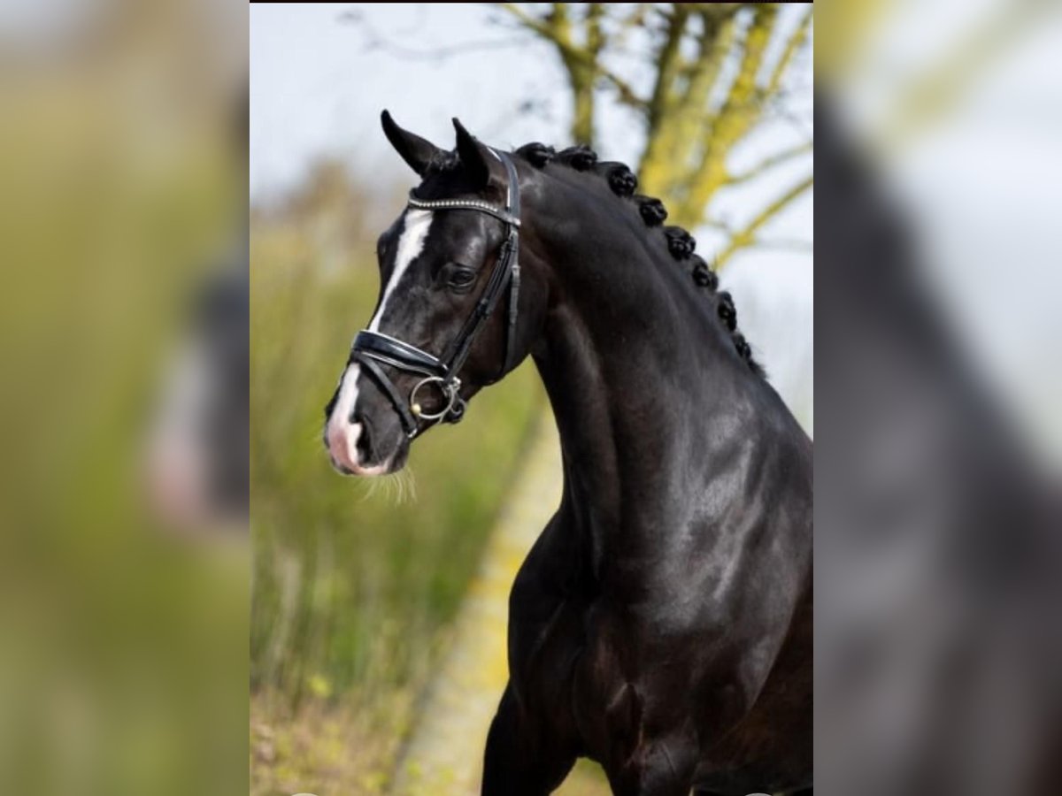 KWPN Gelding 5 years 16,1 hh Smoky-Black in Wittenheim
